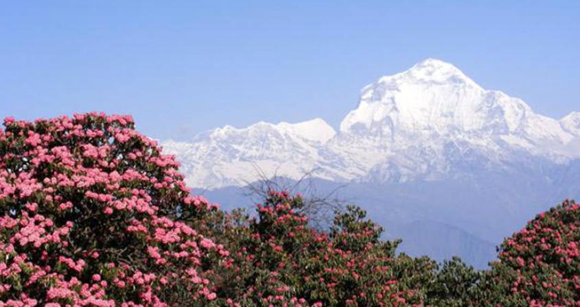 Dhaulagiri Region Trekking