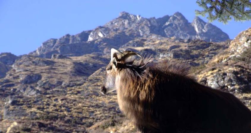 Hunting Tour in Nepal