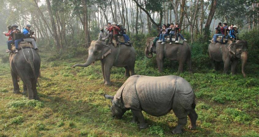 Jungle Safari in Nepal