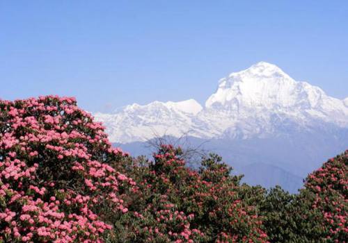 Dhaulagiri Region Trekking