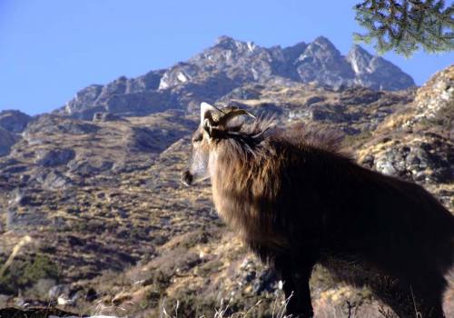 Hunting Tour in Nepal