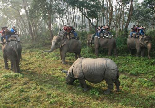 Jungle Safari in Nepal