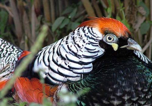 Shivapuri Bird Watching Hiking